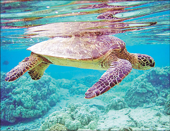 Swimming with turtles - an experience never to be forgotten ©  SW